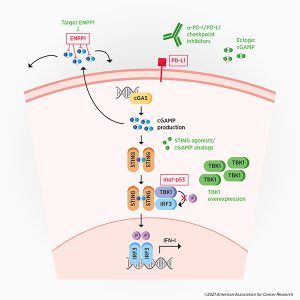 Hitting the cGAS: How a Cytoplasmic DNA Sensor Fights Cancer - American ...