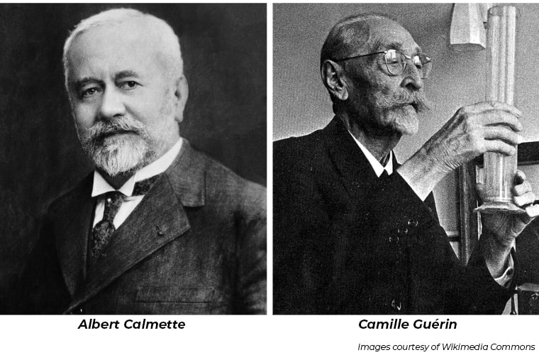 Left: Grayscale portrait of Albert Calmette. Right: Grayscale photograph of Camille Guérin examining a graduated cylinder. 