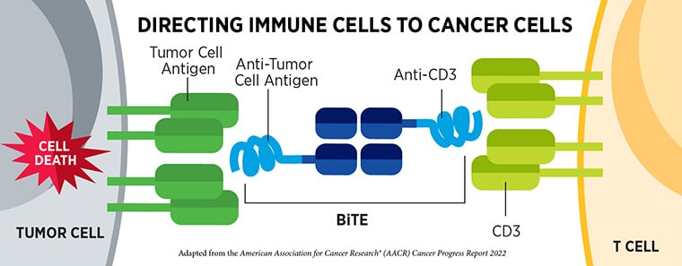 An illustration of a blue bispecific T-cell engager bound to a dark green tumor antigen on a grey cancer cell and a light green CD3 molecule on a yellow T cell. The cancer cell contains a red burst labeled “cell death.” The illustration is titled “Directing Immune Cells to Cancer Cells.”