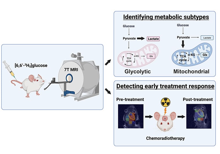 Graphical abstract of the Editors’ Pick from the June 15th issue of AACR Journal Cancer Research.