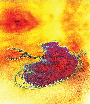 In a stylized illustration, a red, bean-shaped cluster of cells with a Y-shaped protrusion is set against a red and orange background. 