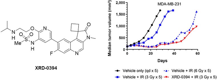 Left: Chemical structure of XRD-0394. Right: Line graph showing the median tumor volume of MDA-MB-231 cell xenografts in mice treated with vehicle, two doses of radiation, or XRD-0394 plus radiation. 