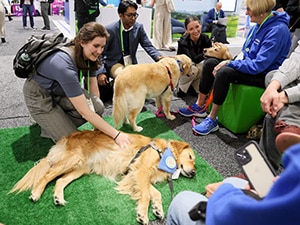 Three meeting attendees interact with three golden retrievers and their handlers in a conference expo hall. 