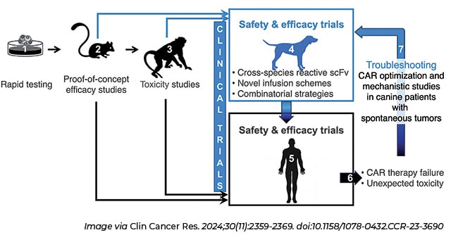 A flowchart scheme shows a scientific advancement progressing from rapid testing in cells to proof-of-concept efficacy studies in mice to toxicity studies in primates to clinical trials in both humans and dogs with cancer. Troubleshooting can take ideas from humans back to dogs to test new strategies. 