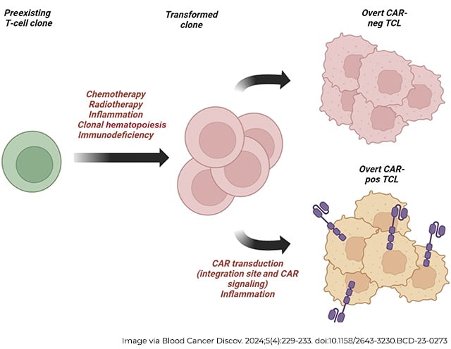 An illustrated figure shows a single green T cell becoming a clump of red T cells via an arrow that reads, “chemotherapy, radiotherapy, inflammation, clonal hematopoiesis, and immunodeficiency.” Arrows point from the clump to two clusters of malignant T cells, one with the CAR (showing the transformed cells underwent transduction of the CAR gene) and one without (which did not receive the CAR gene). 