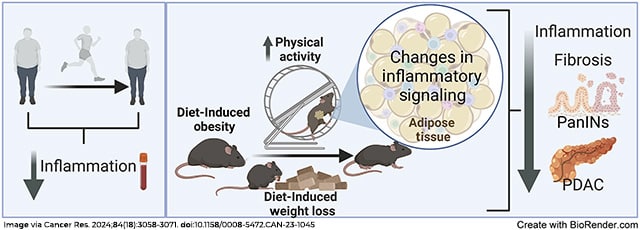 A graphical abstract from the journal shows how increasing physical activity can reduce inflammation and support obesity management strategies that can help reduce pancreatic cancer risk.