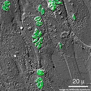 Microscopic image of T. gondii, stained a fluorescent green, inside human fibroblast cells, into which it could potentially deliver drugs. 