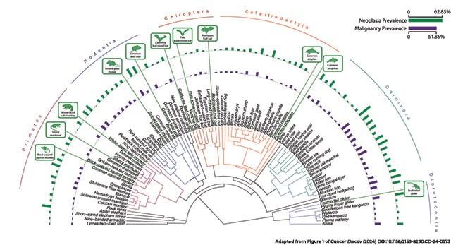 A semicircular phylogenetic tree of mammalian species represented in the study. Species highlighted as having no neoplasia include the black-capped squirrel monkey, silvery marmoset, white-faced saki monkey, striped grass mouse, common field vole, California leaf-nosed bat, pale spear-nosed bat, Rodrigues fruit bat, common dolphin, common porpoise, and feathertail glider. 