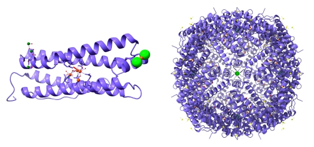 Left: four blue alpha helices form a ferritin heavy chain that holds four orange iron molecules. Right: A spherical molecule composed of many ferritin heavy chains 