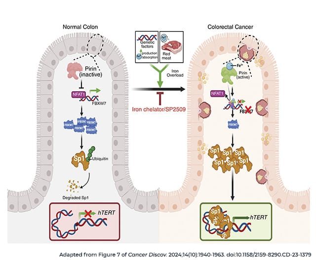 Graphical abstract of the Cancer Discovery study showing how iron influx affects cell signaling to promote colorectal cancer growth. 