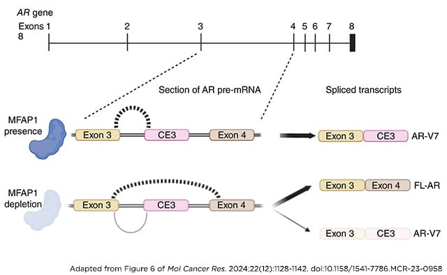 A schematic of the AR gene with an inset zooming in between exons three and four. When MFAP1 is present, exon 3 gets spliced to cryptic exon 3, resulting in the AR variant AR-V7. When MFAP1 is absent, exon 3 gets spliced to exon 4, resulting in the full-length AR protein. 